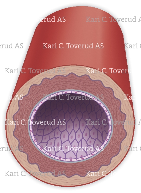 Cross section of a muscular artery. Request information on how to purchase 